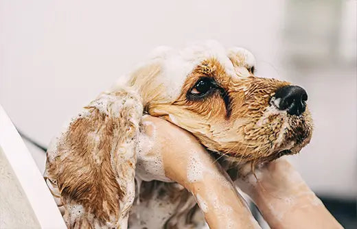 A small dog supported gently during routine care