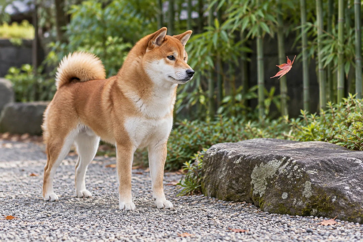 A red Shiba Inu watching a falling leaf beside a garden stone